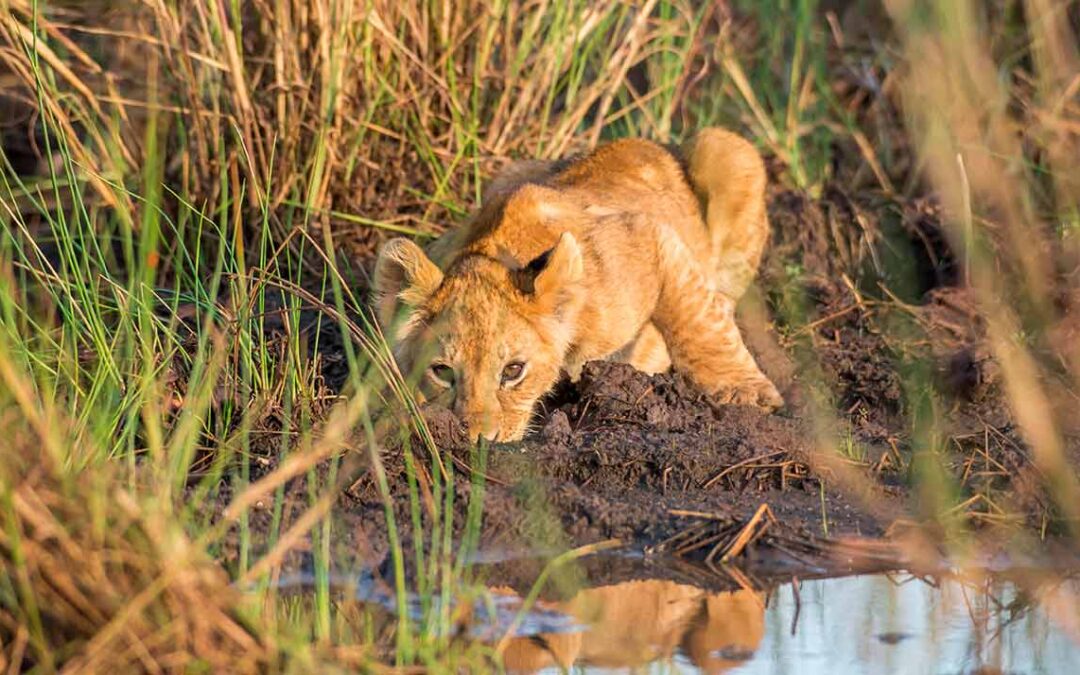 Camping Safari im Südlichen Afrika 17 Tage